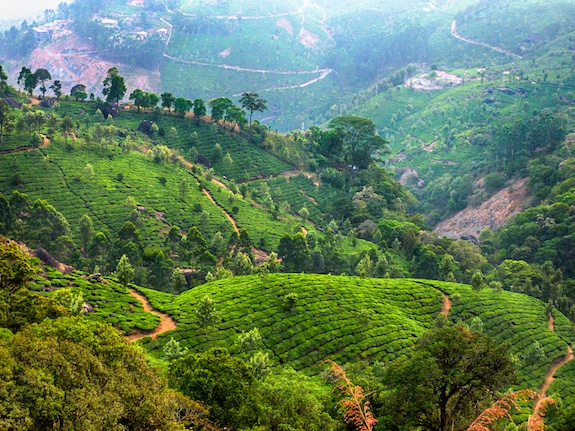 munnar-kerala-india-tea-plantations
