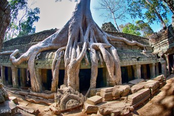 Ta Prohm temple, Angkor Wat , Cambodia