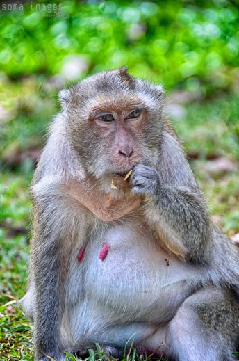 Monkey with a shifty glance! Angkor Wat, Cambodia