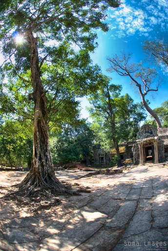 A giant tree reaches up from a stone floor at Angkor Wat in Cambodia